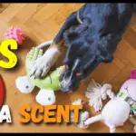 Do dog toys have a scent? 7 Facts To Know (With Examples)