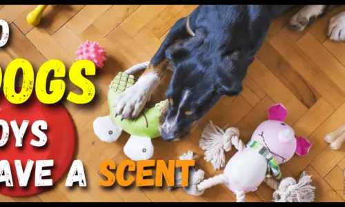 Do dog toys have a scent? 7 Facts To Know (With Examples)