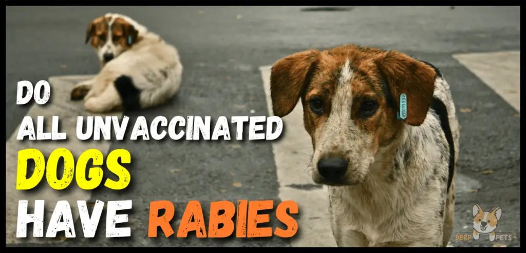 Does Dogs Born With Rabies