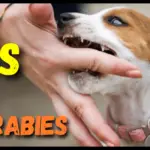 Does Dogs Born With Rabies