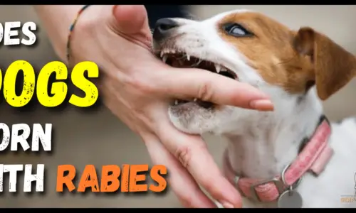Do Dogs Born With Rabies? 7 Important Facts You Should Know