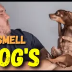 How To Get Vomit Smell Off Of Dogs