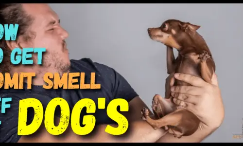 How To Get Vomit Smell Off Of Dogs? 7 Helpful Tips (Explained)