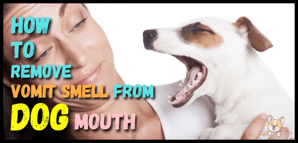 How To Remove Vomit Smell From Dog Mouth