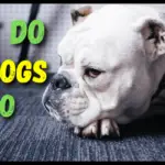 What do bulldogs like to do