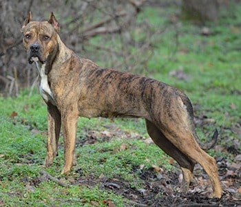 Alano Español (Spanish Bulldog) derppets.com-min