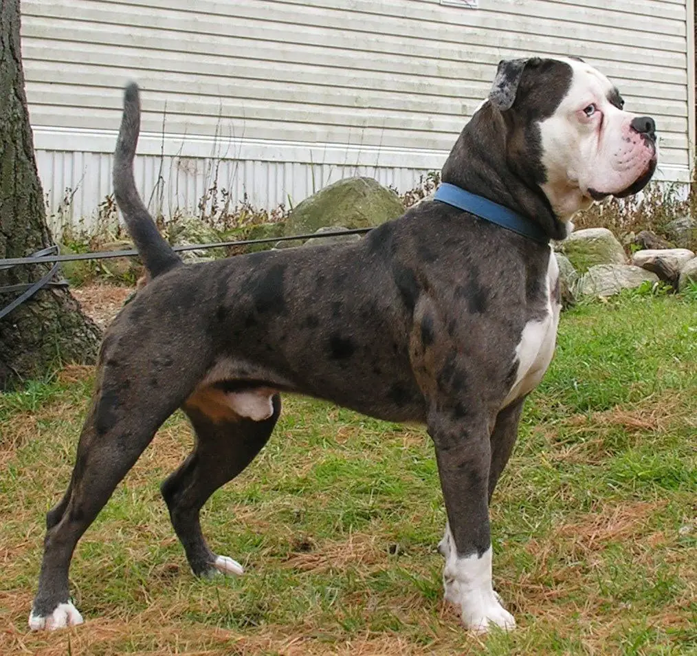 Alapaha Blue Blood Bulldog derppets.com -min