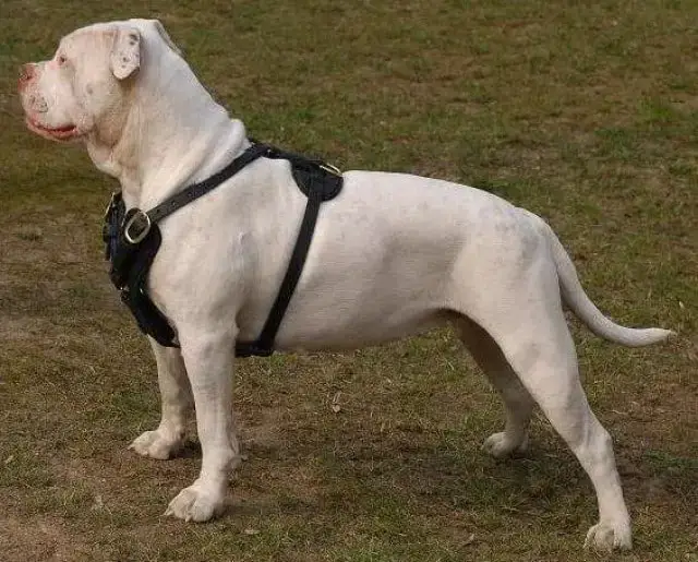 American Bulldog derppets.com -min