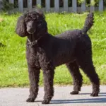 Are poodles good farm dogs