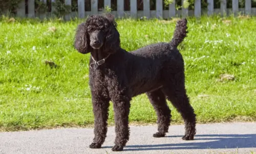 Are Poodles Good Farm Dogs? Here’s Exactly What To Expect