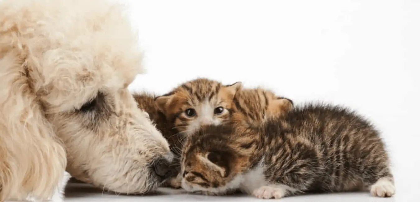 Are Poodles Good Farm Dogs? Here’s Exactly What To Expect