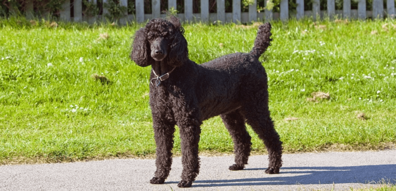 Are poodles good farm dogs