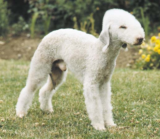 Bedlington Terrier and poodle mix