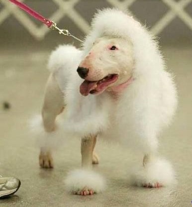 Bull Terrier and poodle mix