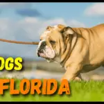 Can Bulldogs Live In Florida