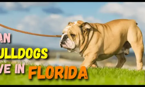 Can Bulldogs Live In Florida? (It’s Too Hot) 5 Crucial Guidelines