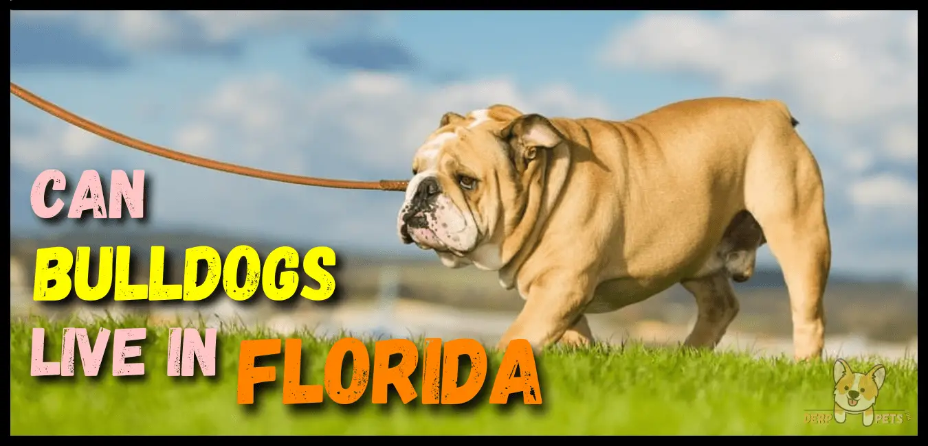 Can Bulldogs Live In Florida