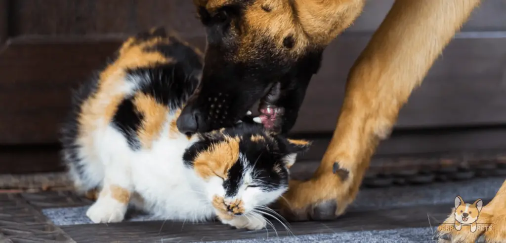 Do German Shepherds Eat Cats After Killing Them