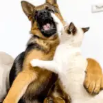 Do German Shepherds Kill Cats