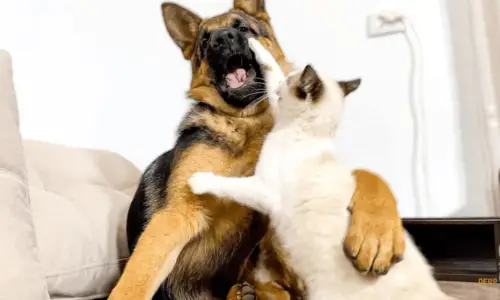 Do German Shepherds Kill Cats? 7 Facts To Know (Explained)