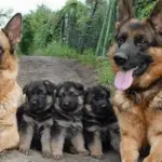 Do German Shepherds Kill Their Puppies