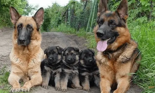 Do German Shepherds Kill Their Puppies? 5 Facts To Know