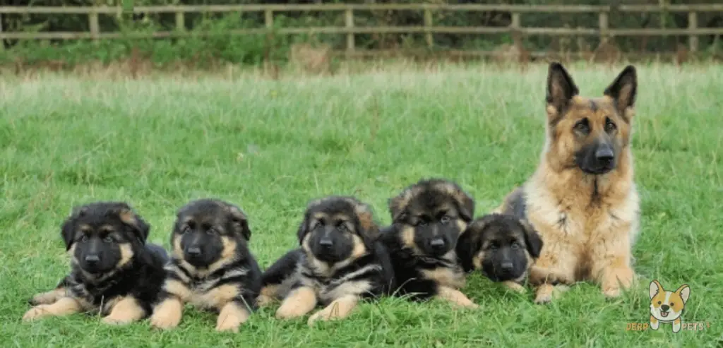 Do German Shepherds Kill Their Puppies.