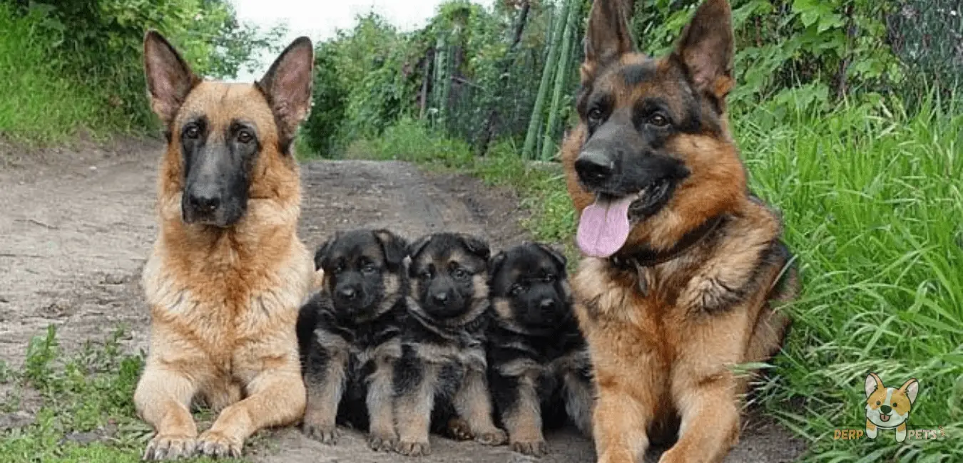 Do German Shepherds Kill Their Puppies