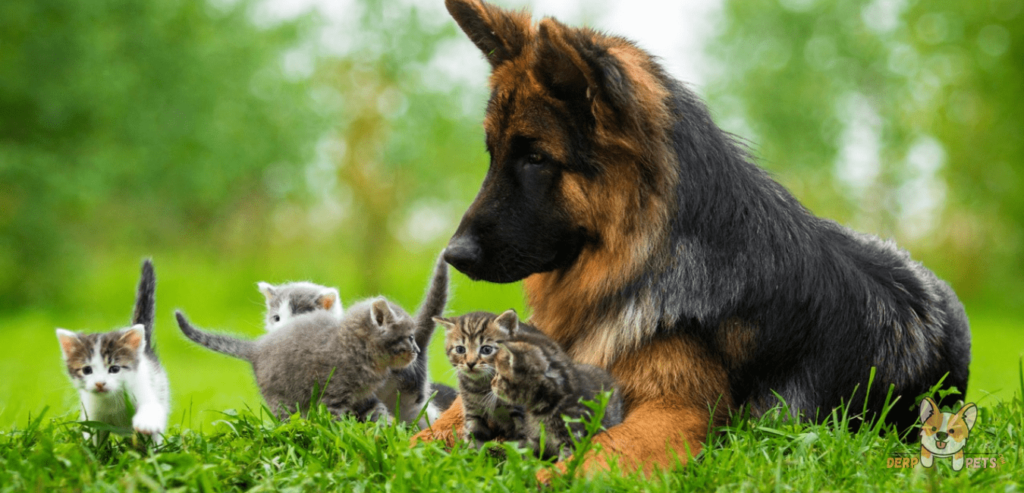 How To Train A German Shepherd Not To Go After Cats