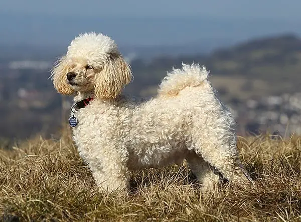 Miniature Poodle