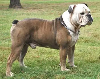 Olde English Bulldogge derppets.com-min