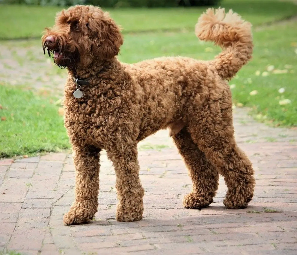 Poodle Crossbreed