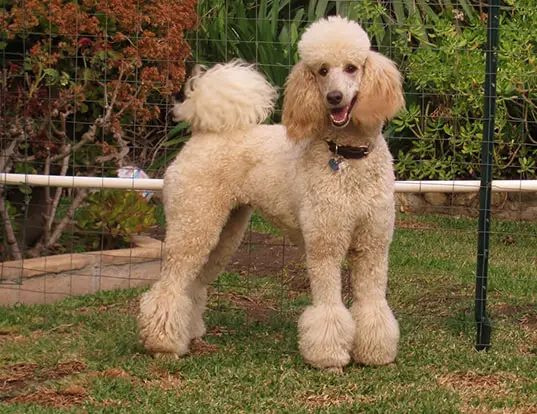 Standard Poodle