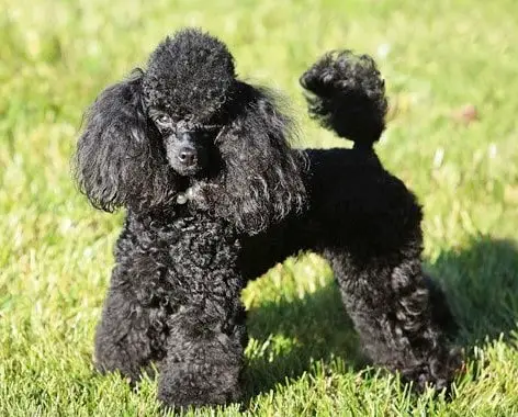 Toy Poodle