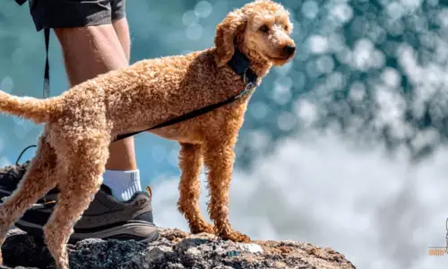 Why Are Poodles Non-Sporting? Explained (With Example)