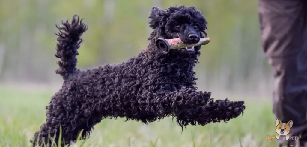 Why Are Poodles Non-Sporting.