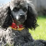 Why Are Poodles So Ugly? 7 Reasons (Explained)