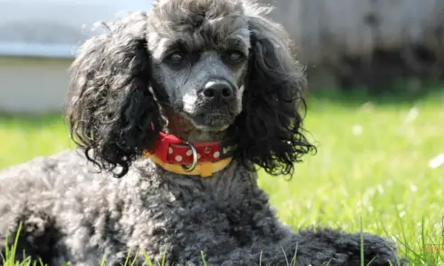 Why Are Poodles So Ugly? 7 Reasons (Explained)