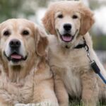 Are Golden Retrievers Independent
