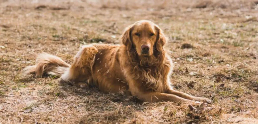 Can Golden Retriever tolerate hot weather