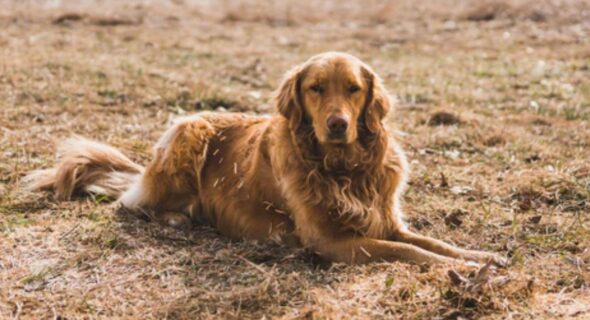 How often do Goldens need haircuts? Explained
