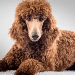 Do Poodles Get Hot With Long Hair