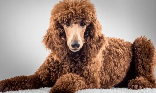 Do Poodles Get Hot With Long Hair? (Explained For Beginners)