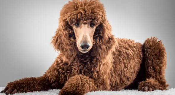 Brown Standard Poodles: A Unique and Loyal Breed