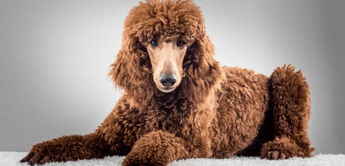 Do Poodles Get Hot With Long Hair