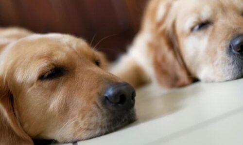 Does Golden Retriever Need AC? What To Expect (+ 13 Other Facts)