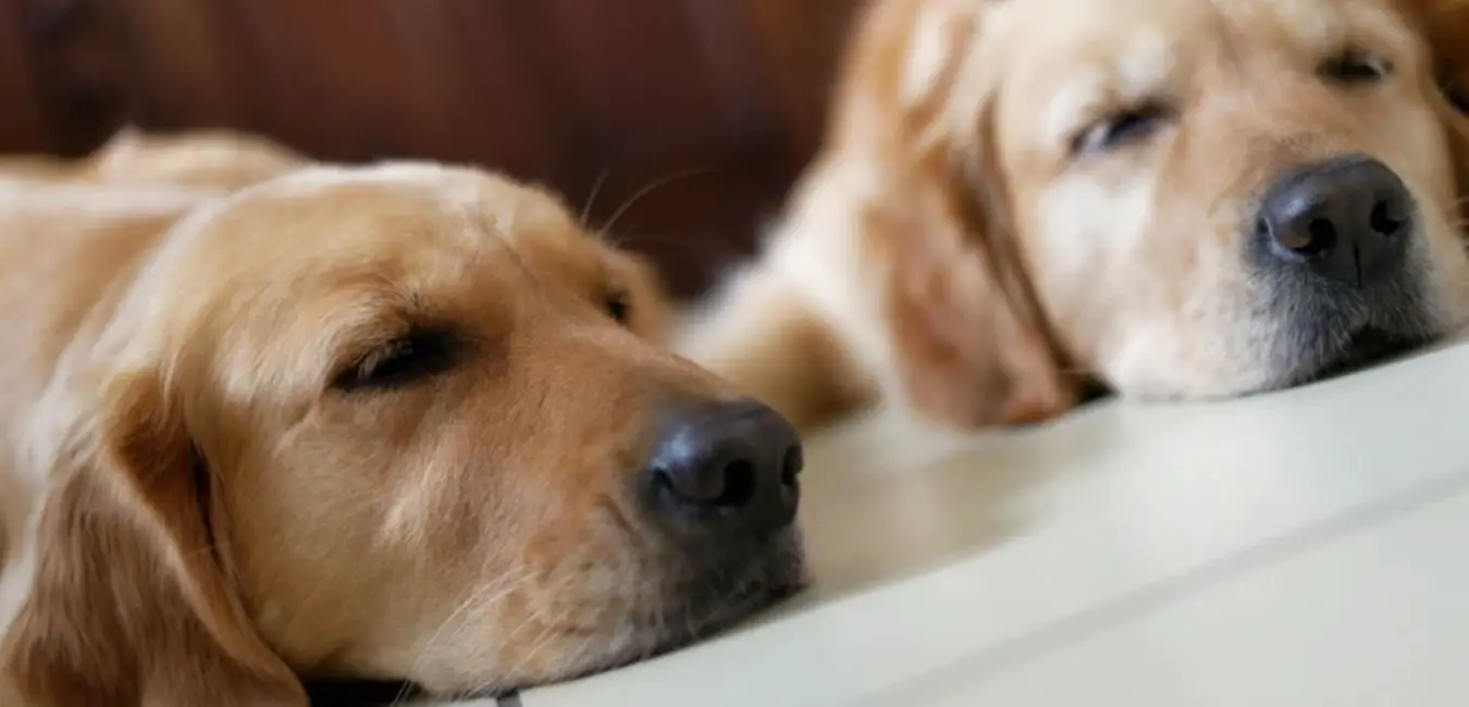 Does Golden Retriever Need AC? What To Expect (+ 13 Other Facts)