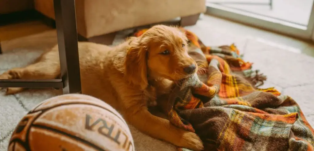 Golden Retriever Harness Guide Puppy, Adults