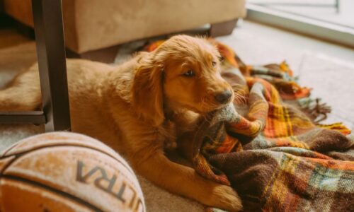 What is the ideal room temperature for a Golden Retriever?
