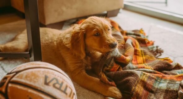 What is the ideal room temperature for a Golden Retriever?